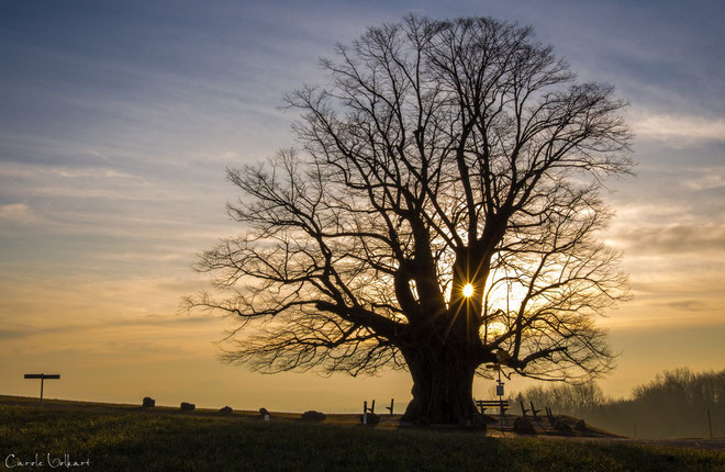 Und hier schien die Sonne durch ein kleines Baum-Guckloch - ist das nicht einfach fantastisch?