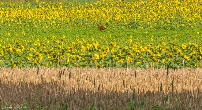 der Rehbock im Sonnenblumenfeld - Aufnahme leider ohne Tele