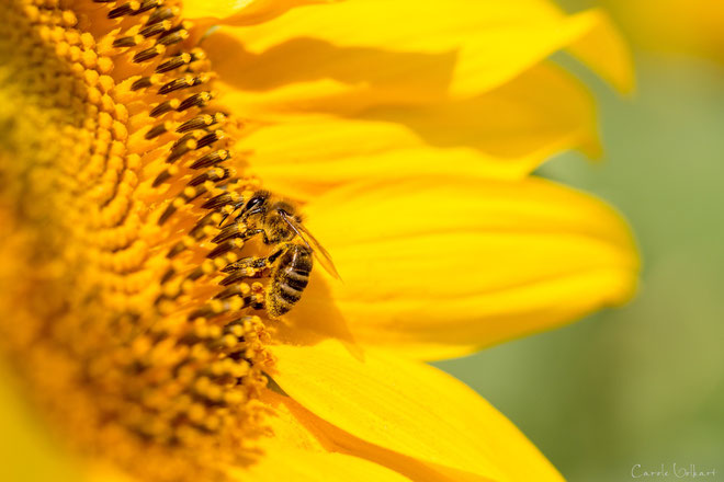 nochmals dieselbe Biene auf derselben Sonnenblume :-)