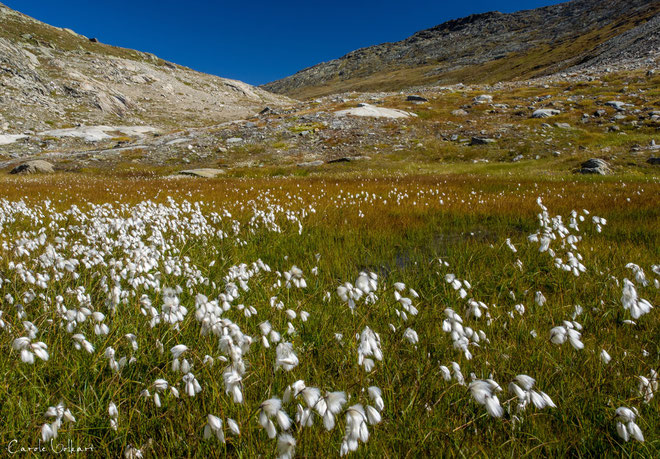 Wiese mit Wollgras