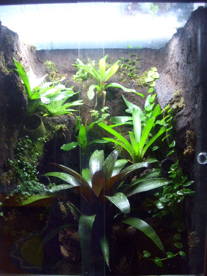 Terrarium mit Torf-Latex-Bindemittel-Gemisch