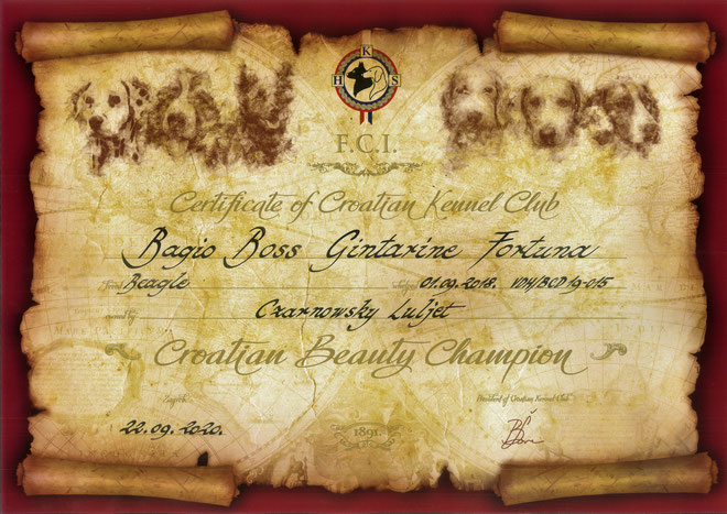 Bagio Boss Gintarine Fortuna * Lord James *, Czarnowsky , Beagle, Beagle, Beagle, Beagle, Beagle, Champions, Winner, the Best, Love, Star