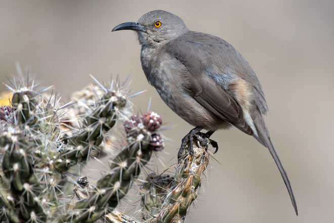 Curve-billed thrasher in lower Embudo Canyon, January 2026