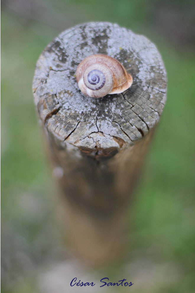 Fotografía de texturas, caracol, difuminado