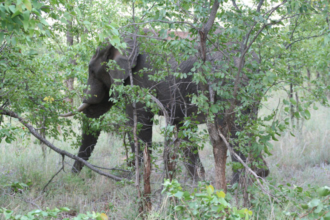 elefante nei mopane