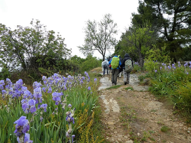 We are walking in the rain ... but not singing. Seuls les iris étaient bleus !