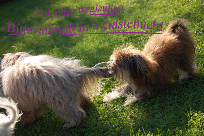 Ein Neues Gastebuch Bolonka Zwetna Vom Nettetal Hundezucht