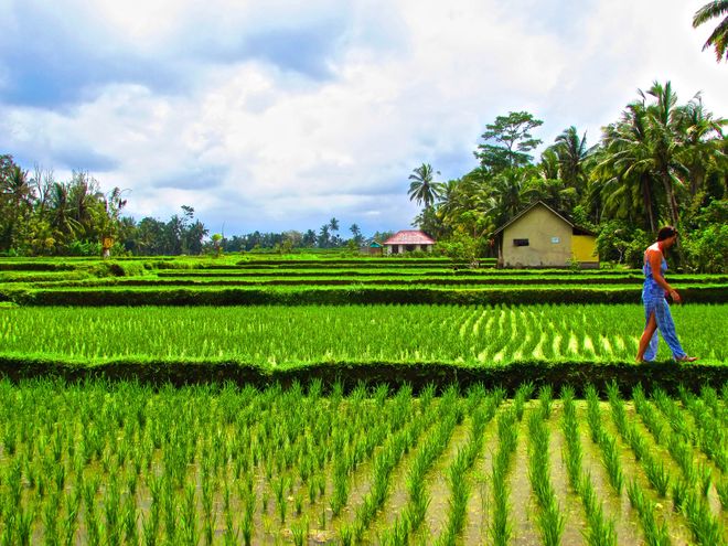 Things to do in Ubud, Bali