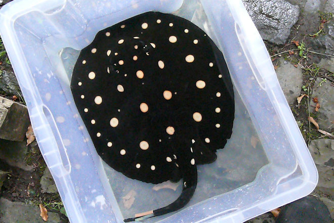 Potamotrygon leopoldi, Weibchen/female, Wildfang/wild caught, 32 cm