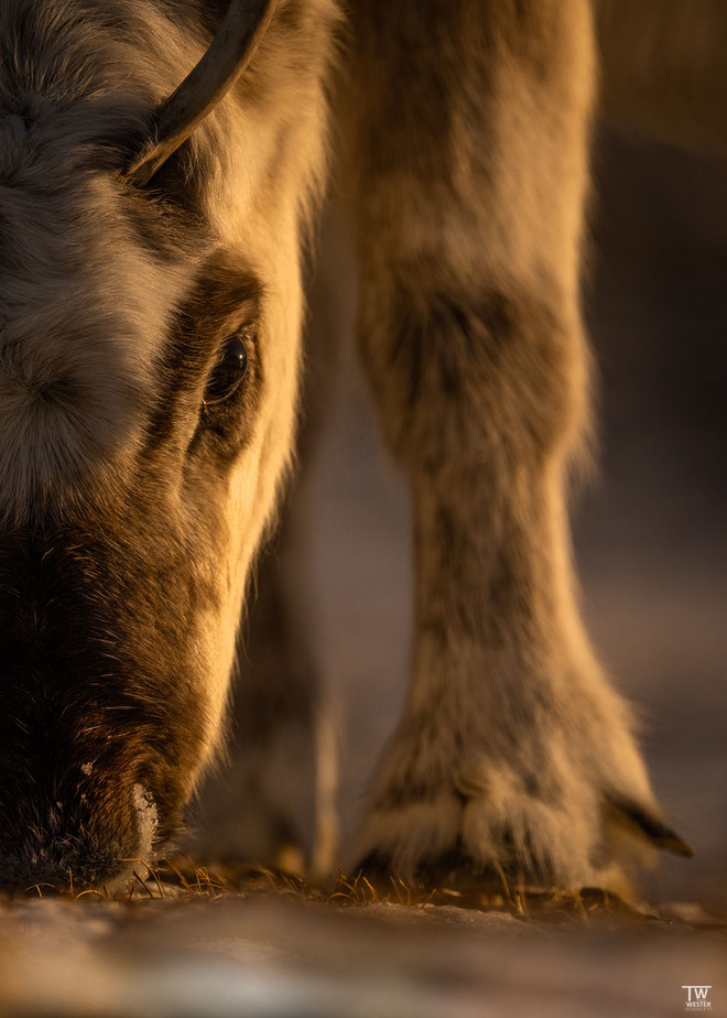 (23) Als wir einmal sehr lange auf der Pirsch lagen, kam ein Rentier-Kalb immer näher auf uns zu und ich konnte diese Aufnahme umsetzen. Leider waren die größeren Tiere meist scheuer.