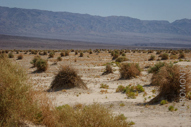 Devils Cornfield