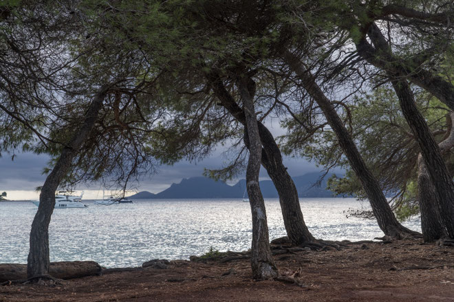 les iles lerins et leurs pins parasols