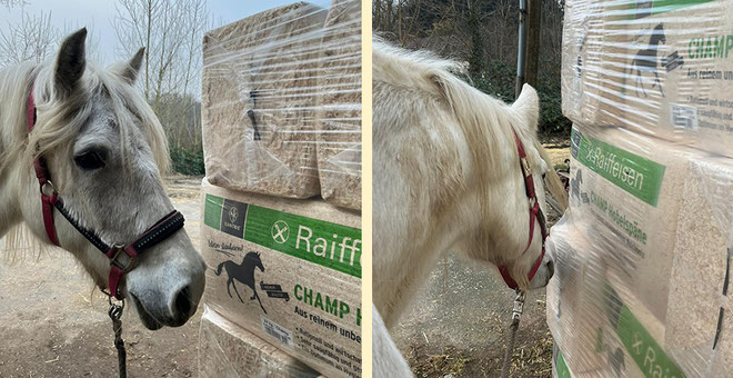 Auch Caity freut sich über die Spenden - Futter und Einstreu wird immer gebraucht!