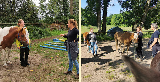Pferdeflüstern für Teams: Teamevent, Teambuilding und Selbstreflexion