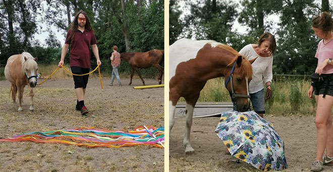 Mit dem Pferd auf Augenhöhe kommunizieren, Vertrauen aufbauen und Gelassenheitstraining gehören zum Natural Horsemanship.