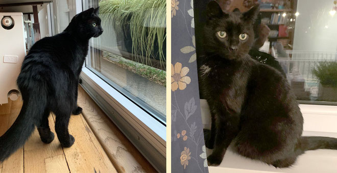 Kater Joplin im neuen Zuhause