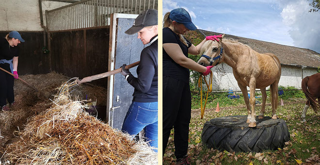 Mini Social Day: Gemischte Teams mit Spaß und Engagement im Einsatz für die Tiere 