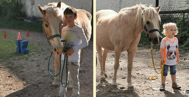 Im Kurs "Seniorpferde Pony-Führerschein" lernst Du Dein Pony richtig zu pflegen, führen und zu verstehen.