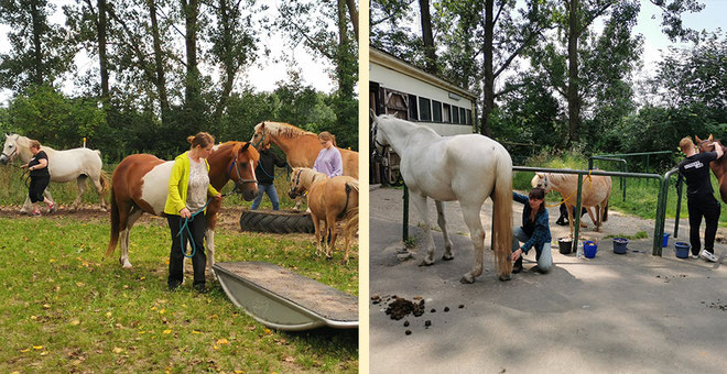 Aktive Auszeit mit Pferd bei und mit den Unterbacher Seniorpferden.