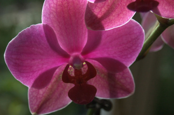 (c) S. Rieger  Göttin in Orchidee - Goddess in Orchid