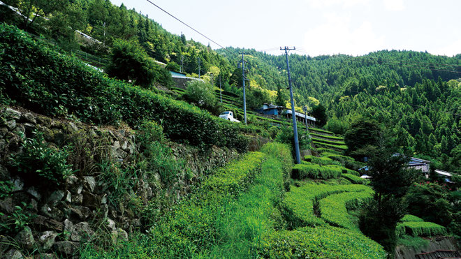 中井侍は駅の利用者こそ皆無だが、知る人ぞ知る名茶の生産地。