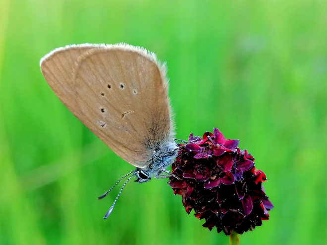 Ein Dunkler Wiesenknopf-Ameisenbläuling - Foto: Lennart Mak