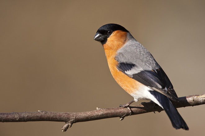Gimpel (Pyrrhula pyrrhula), auch Dompfaff oder Blutfink / Eurasian Bullfinch