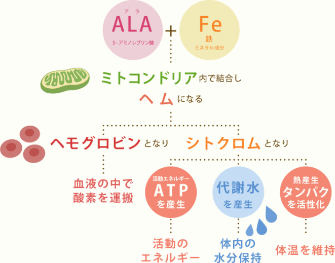 アラ　ALA　ミネラル