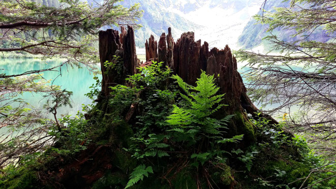 ist es eine Feenschloss oder eine Koboldburg? Gefunden beim Hintersee oberhalb von Mittersill (A)