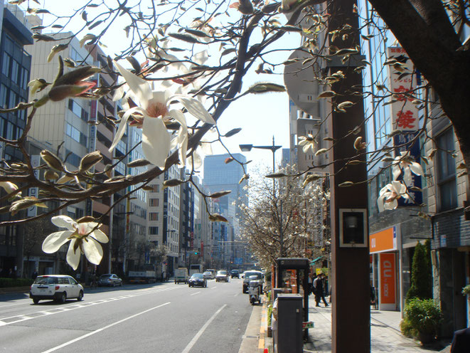 3月・江戸通りの辛夷と小伝馬町のビル街