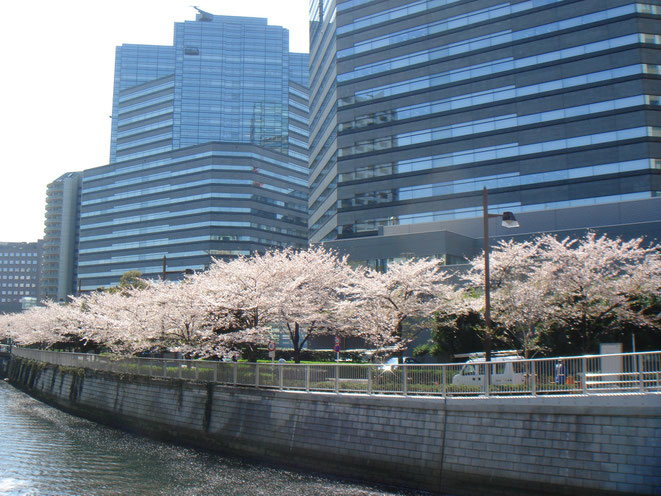 ４月・目黒川沿いの桜とゲートシティ大崎