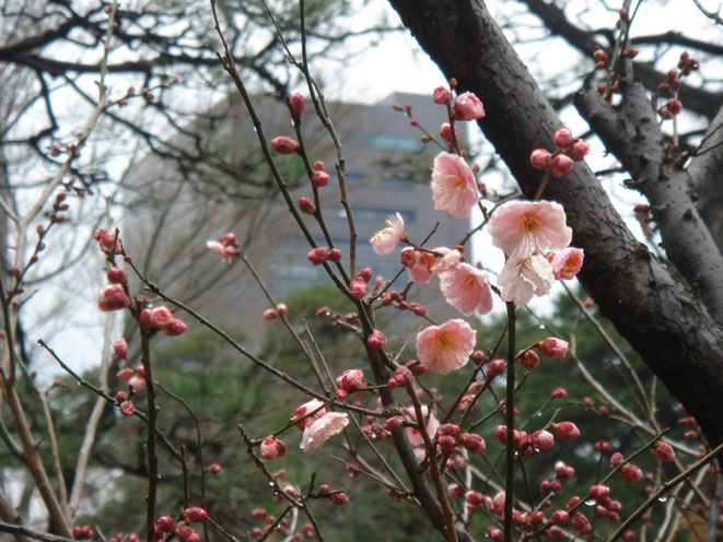 2月・小石川後楽園の梅とトヨタ東京本社