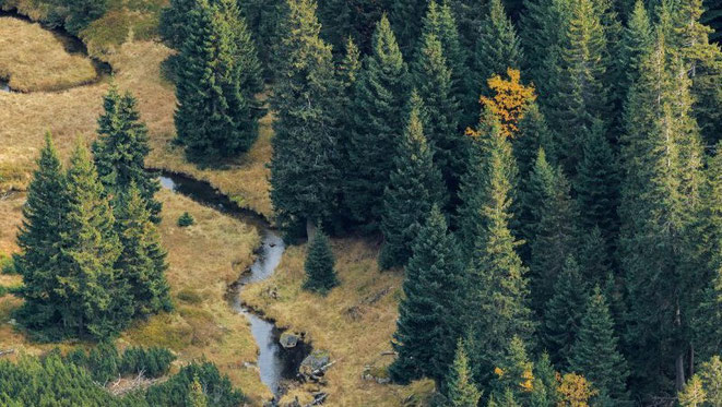 Waldboden filtert Regenwasser