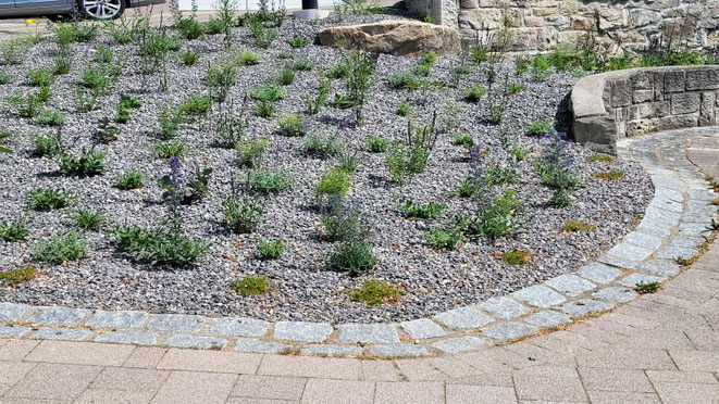 Neuangelegter Kiesgarten mit Wildkräutern
