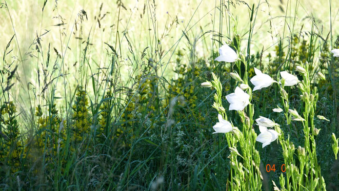 Glockenblume, Campanula rotundifolia, Gilbweiderich, Lysimachia punctata