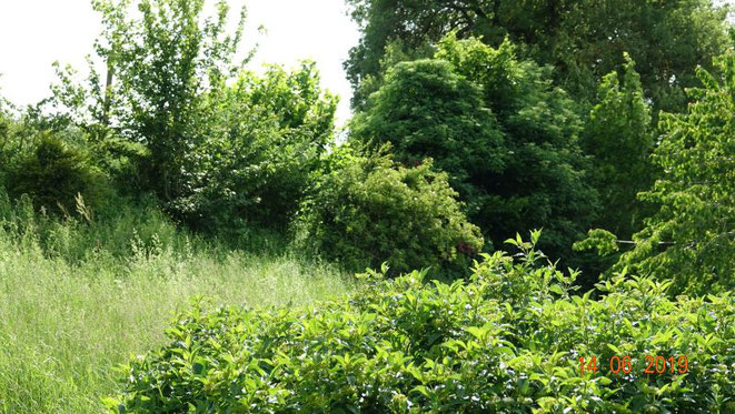 Wildhecke mit Holunder, Feldahorn, Weissdorn, Wildrose, Haselnuss etc.