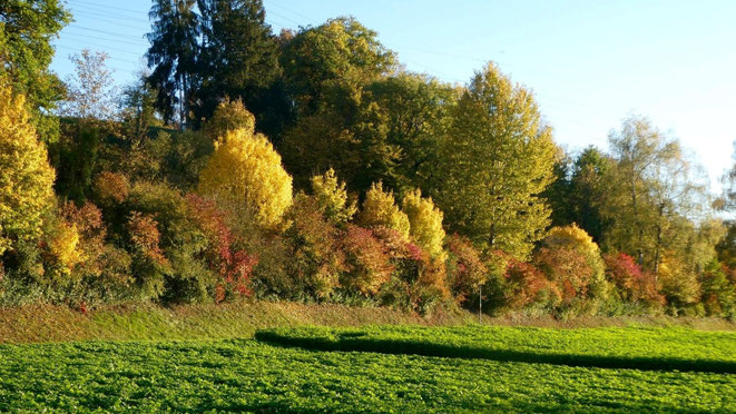 Herbstliche Farben einer Wildhecke