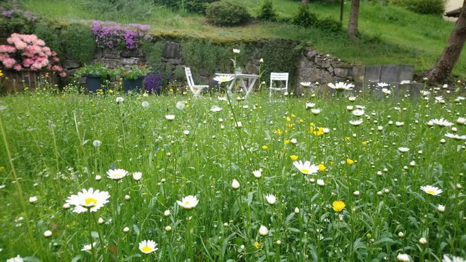 Margeriten in Wiese