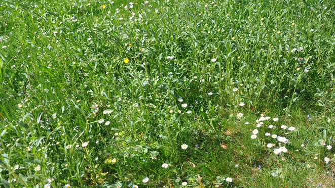 Margeriten vor dem Blühen