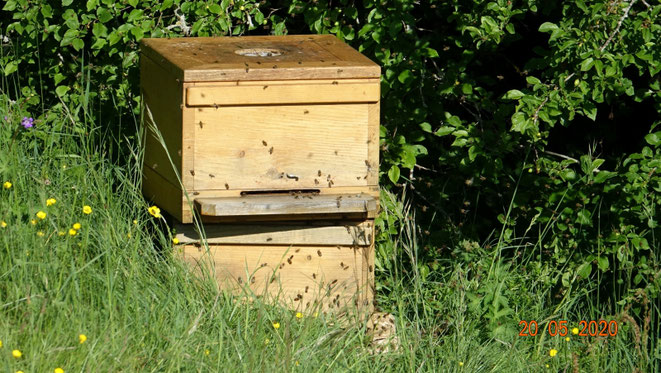 Bienenschwarm zieht in Beute um.
