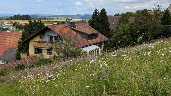 Naturwiese mit Schafgarbe und Dost