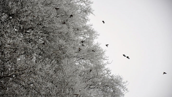 Natürlicher Lebensraum für Vögel