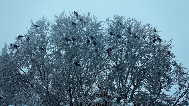 Raben im Winter auf Baum