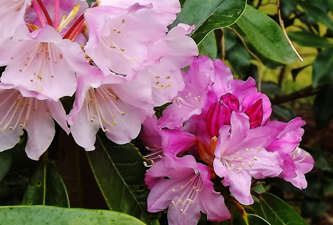 ぎふ歴史街道しでこぶしシデコブシはなのきハナノキ野草はるりんどう山桜藤はなももなんじゃもんじゃヒトツバタゴ