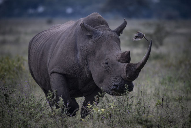 Nakuru Kenya