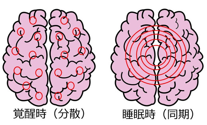 脳機能の分散・同期イメージ