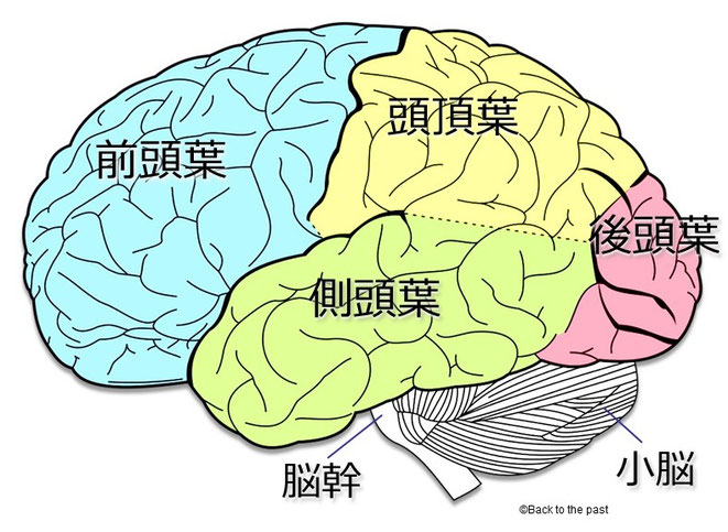 脳の機能図