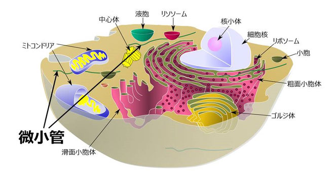 微小管-Wikipedia より（一部加筆）