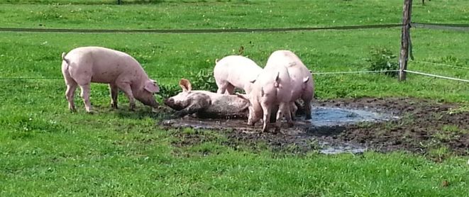 biologischboeren-biologisch-natuurvriendelijk-twentsescharrel.nl