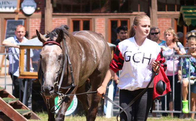 Pferd vom GaloppClupp Hoppegarten in Dresden